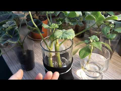 Видео: СЕКРЕТЫ УСПЕШНОГО ЧЕРЕНКОВАНИЯ В ВОДЕ