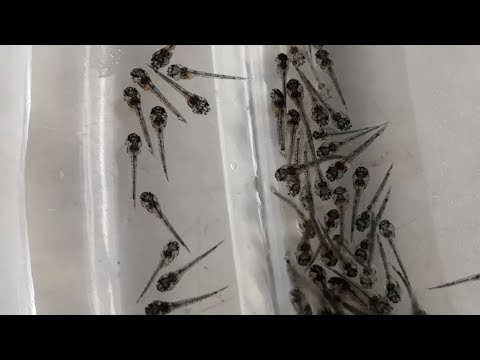 Видео: Сомики