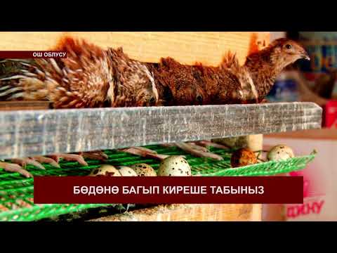 Видео: Бөдөнө кантип багып киреше тапса болот? Фермердин жообу.