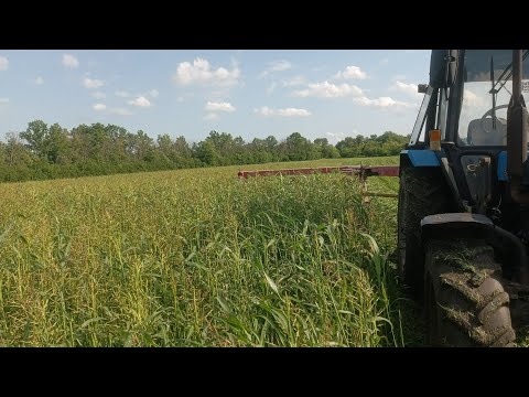 Видео: Начали сенокос суданки на сено.Сенокос 2025🙂 сын помогает🙌 косилка плющилка 🤘разговоры о наболевшем
