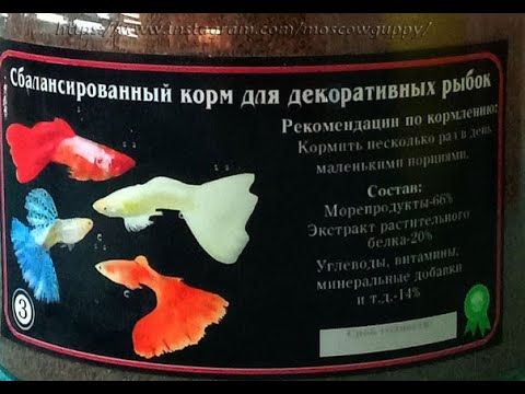 Видео: Наши гуппи - чем мы их кормим