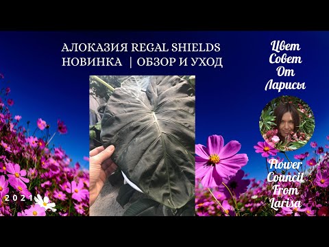Видео: АЛОКАЗИЯ REGAL SHIELDS (Корлевский щит) НОВИНКА  ОБЗОР И УХОД