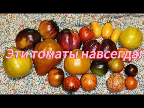 Видео: Эти томаты—находка сезона 2025! Буду сажать их всегда!👍👍👍