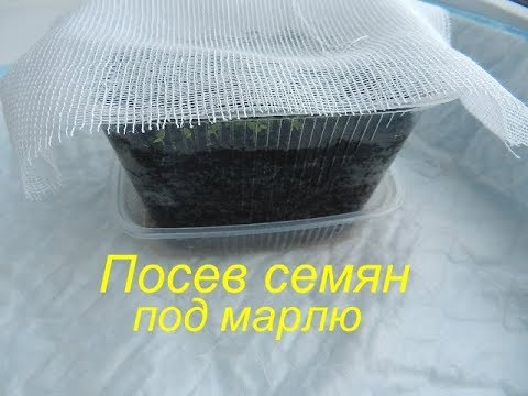 Видео: Посев семян табака под марлю