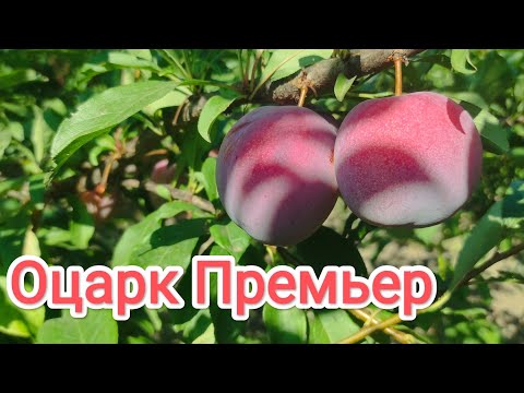 Видео: Диплоидная слива Оцарк Премьер/ plum Ozark Premier