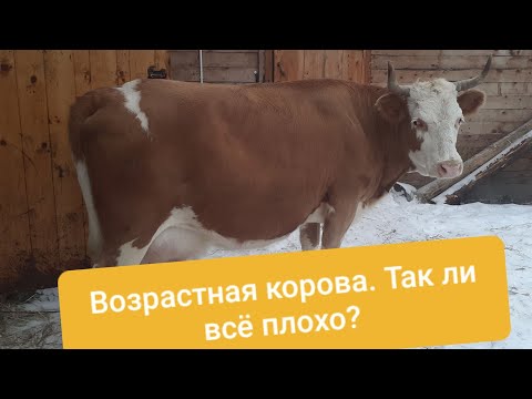 Видео: Преклонный возраст коровы - это не приговор!