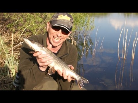 Видео: Ловля щуки с берега