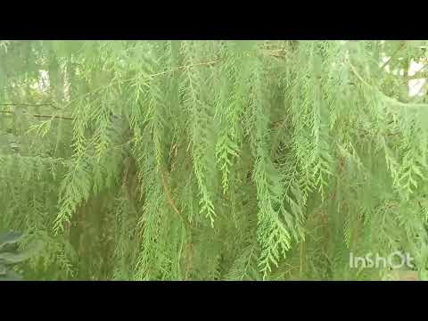 Видео: Оранжереи Ботанического сада. 