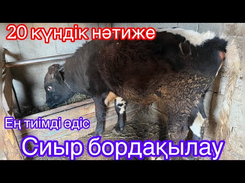 Видео: ЕҢ ПАЙДАЛЫ КӘСІП. СИЫР БОРДАҚЫЛАУ. АРТЫҚ ШЫҒЫНСЫЗ ТЕЗ СЕМІРТУ НӘТИЖЕСІ