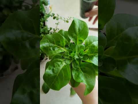 Видео: Прищипка ампельной петунии