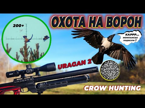 Видео: Охота на Ворону за 200+м. пневматикой AGT Uragan 2. Кроухантинг. CrowHuning 2024. №13. Jack Hunter.