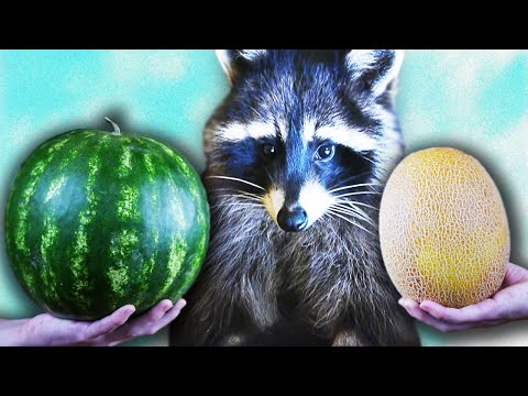 Видео: ЧТО ВЫБЕРЕТ ЕНОТ? Арбуз или дыню. Тест на ЛОГИКУ, тест на ИНТУИЦИЮ 😎