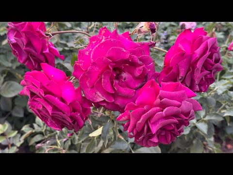 Видео: Розы. Вы не поверите???  Мой сад без ухода выживает как может. Посмотрим как он справляется.🌹🌹🌹