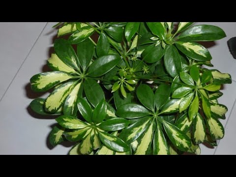 Видео: ШЕФЛЕРА ГУЛИ