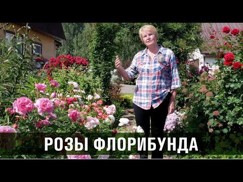 Видео: Роза флорибунда. Сорта и особенности роз флорибунда.