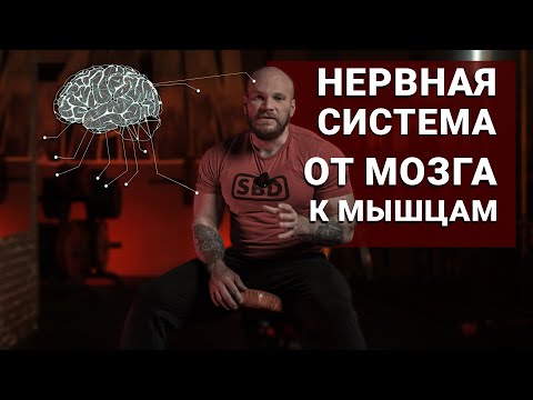Видео: Роль ЦНС в тренировках. Силовые тренировок через нервную систему