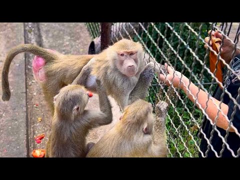 Видео: Люська заскучала и стала ПРОСИТЬСЯ ДОМОЙ, она наигралась, даже Тося БОЛЬШЕ НЕ НУЖНА! 