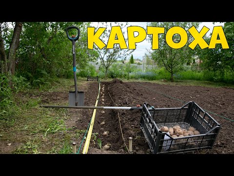 Видео: МОСКВИЧ сажает КАРТОШКУ и получает УДОВОЛЬСТВИЕ