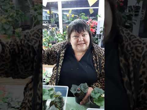 Видео: полив и подкормка бегоний