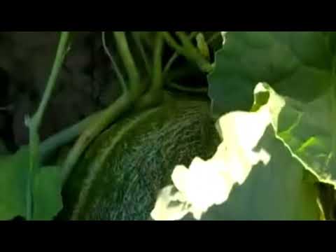 Видео: Удобрения для арбузов, дынь, тыквы, кабачков…