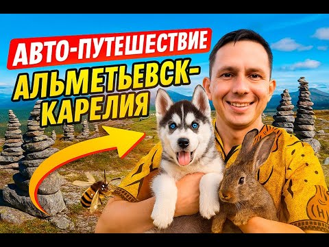 Видео: Автопутешествие  Карелия  Зайцы  Хаски и пчелы  Полный выпуск