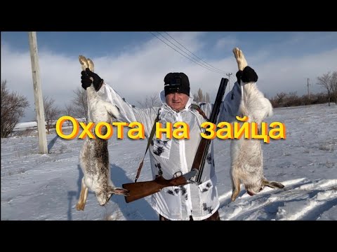 Видео: Охота на зайца #ружьё беттинсоли#дробь 0