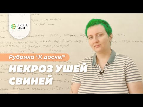 Видео: Некроз ушей свиней
