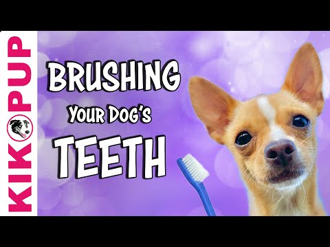 Видео: Научите собаку чувствовать себя комфортно во время чистки зубов.