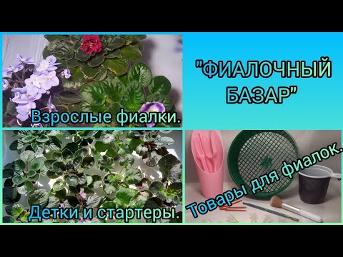 Видео: "ФИАЛОЧНЫЙ БАЗАР" Продажа фиалок. Товары для фиалок.