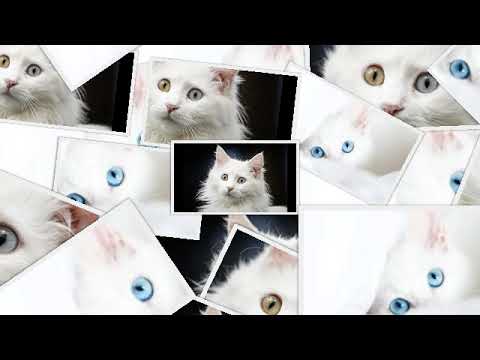 Видео: Возможно ваш кот глухой, но вы об этом не знаете.  Узнайте причины глухоты у кошек