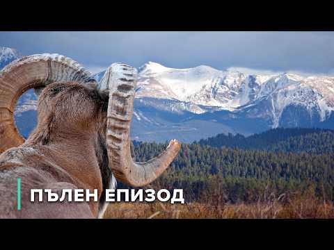 Видео: Живот на върха: Оцеляване в Скалистите планини | Дивите Скалисти планини 102