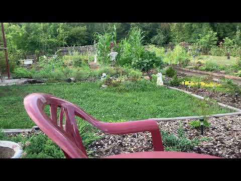 Видео: Дача или Загородный дом?  14.06.2024г