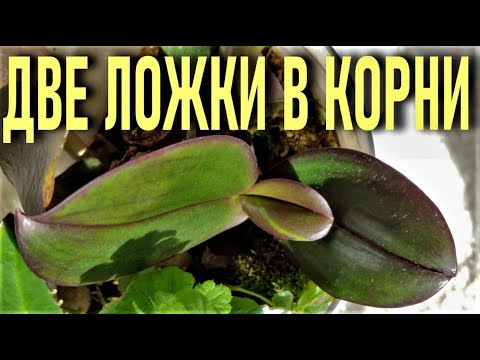 Видео: ДВЕ ЛОЖКИ ЧУДО НАСТОЯ В КОРНИ ОРХИДЕИ И ПЕНЬ ЗАКОЛОСИТСЯ!! ТОЛСТЯНКА - ЖИВОЕ ДЕРЕВО ДЛЯ  ОРХИДЕЙ!🌞🌞🌞