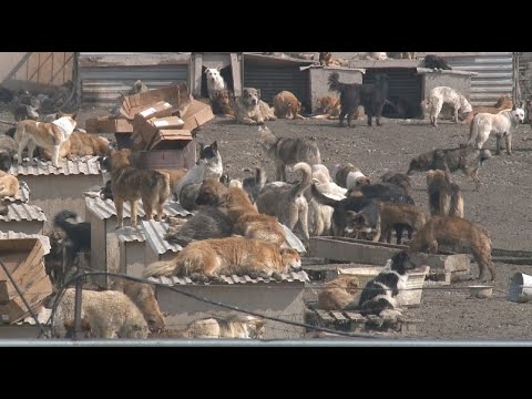 Видео: На питомник для собак жалуются предприниматели столицы
