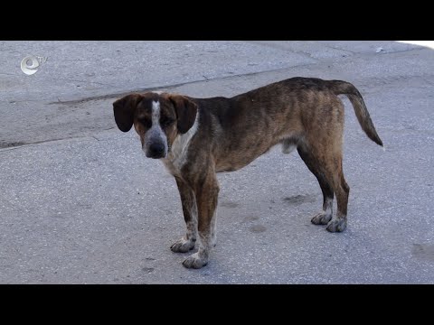 Видео: Община Смолян затяга мерките за нерегистрирани домашни кучета