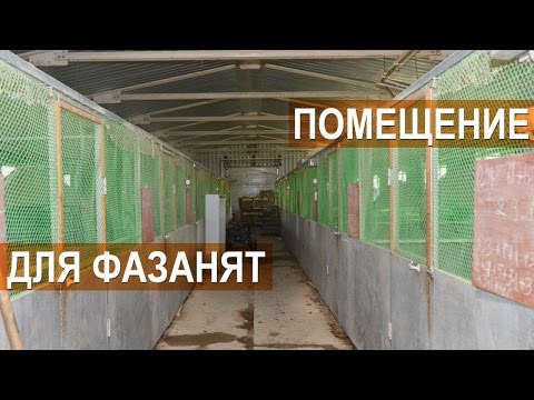 Видео: Фазанья ферма "Русское подворье". Помещение для содержания молодняка