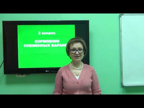 Видео: Козина Е.А. Кормление овец