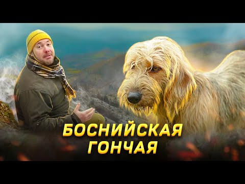 Видео: Боснийская гончая. Все, что известно о редкой породе собак