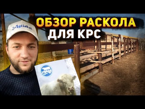 Видео: Обзор раскола для КРС