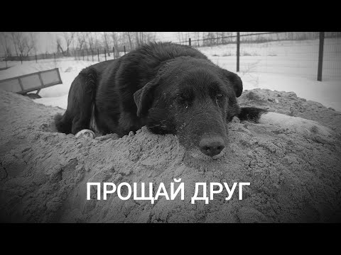 Видео: ПРОЩАЙ БОЙ!!!15 ЛЕТ РЯДОМ!!!