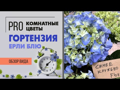 Видео: Гортензия - комнатное растение или садовое? Давайте разбираться. Правила ухода.