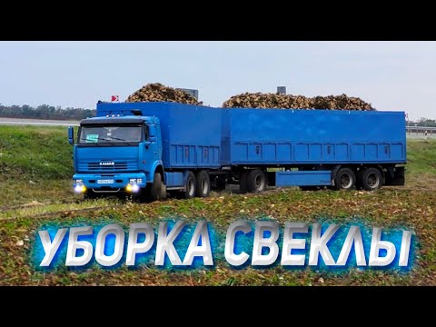 Видео: Уборка свеклы на КАМАЗЕ продолжается