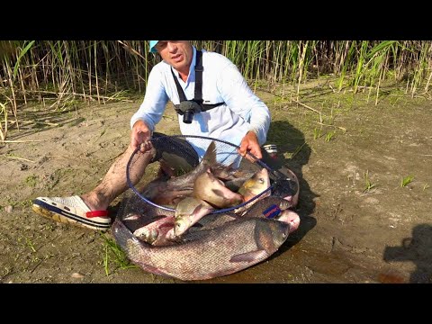Видео: Такого кльову в житті не бачив! Мішок риби за ніч! Нічна рибалка на ляща і товстолоба