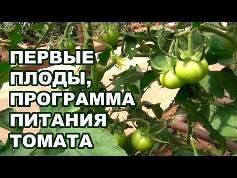 Видео: Первые плоды на томатах. Программа питания удобрениями для помидоров (28-08-2018)