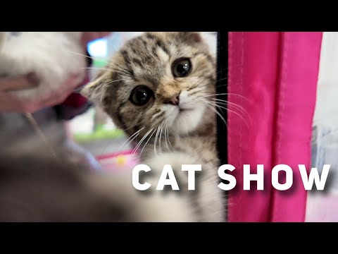 Видео: Выставка КОШЕК [4K]   / 18 января 2025 /  Москва