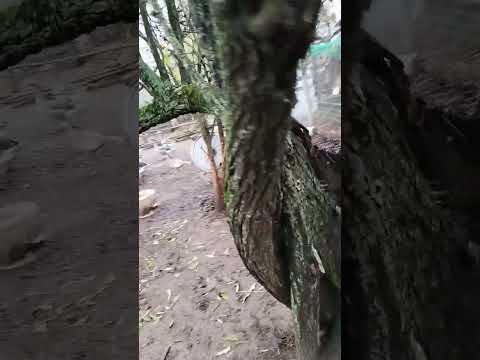 Видео: #гусі #індикі #мамути #сіравелика #гуси #бурбон #вольєр #осінь2025 #осінь #06 #11 #2025 