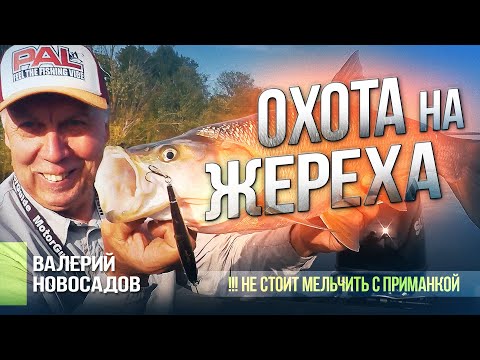 Видео: Ловля жереха на воблер: Тактика и Секреты для поимки Крупной Рыбы