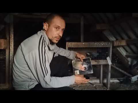 Видео: Паровка голубей, как я определяю, что пара готова  Сколько дней паруются голуби  Крутая голубятня.