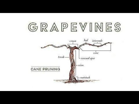Видео: Обрезка лозы: ФОРМИРОВАНИЕ ГУЙО.