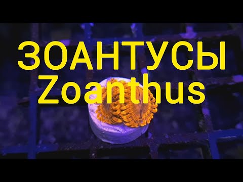 Видео: зоантусы | zoanthus | мягкие кораллы | кораллы в морском аквариуме | кораллы для начинающих